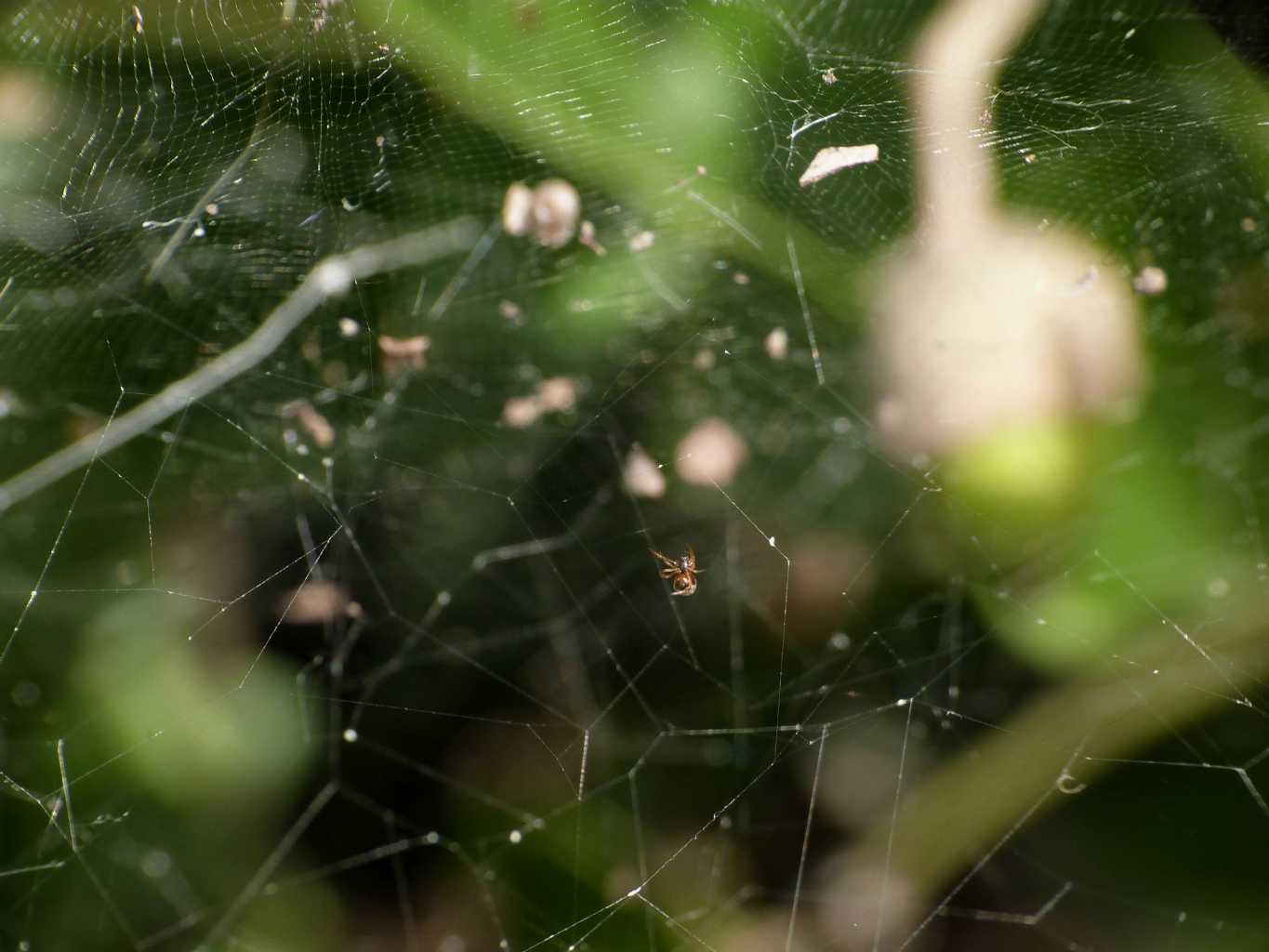 Cyrtophora citricola - Cerveteri (RM)